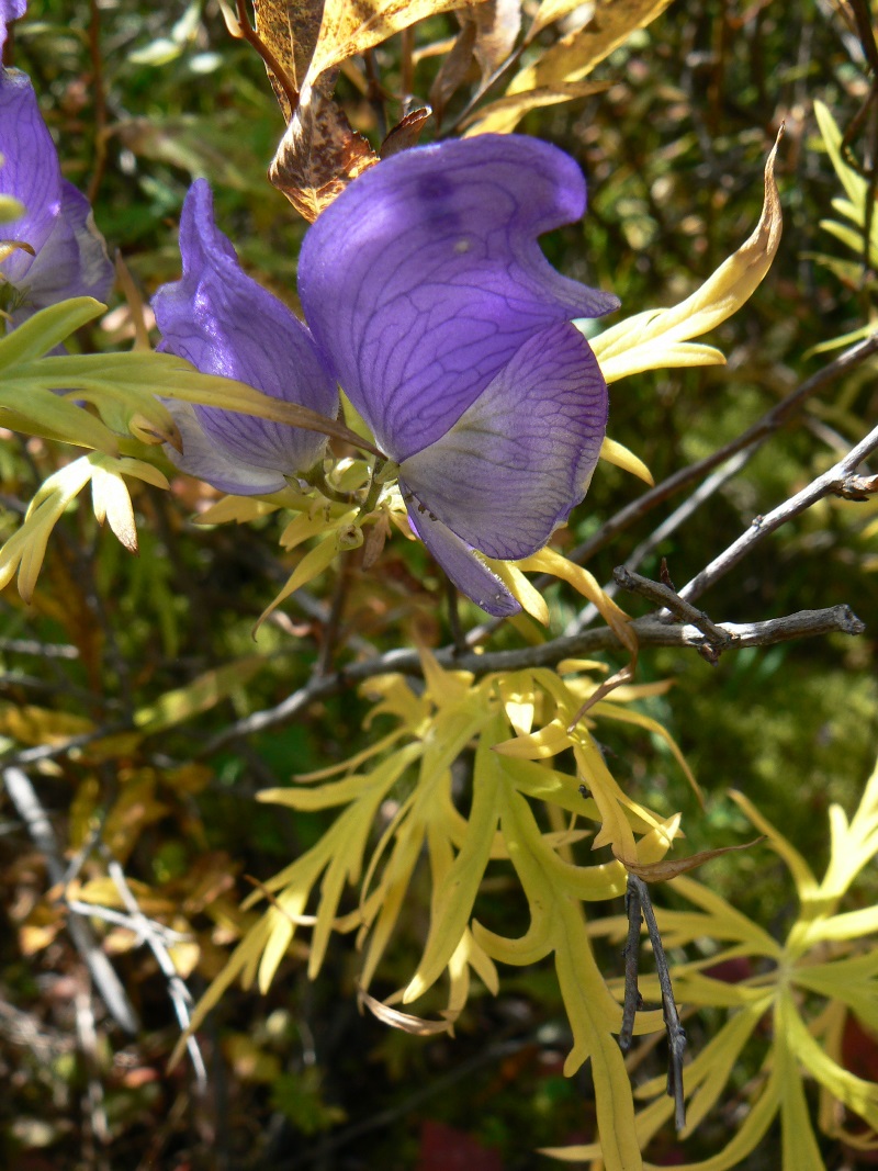 Изображение особи род Aconitum.