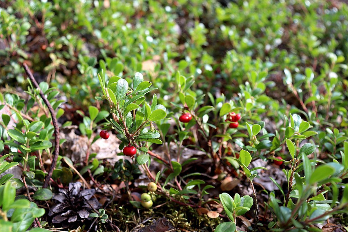 Image of Arctostaphylos uva-ursi specimen.