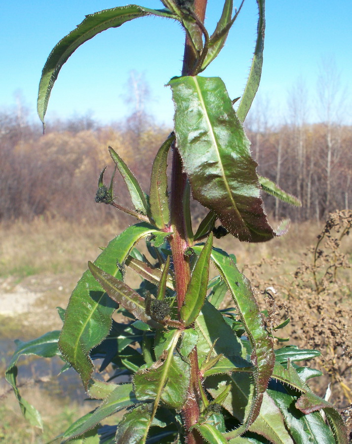 Image of Picris koreana specimen.