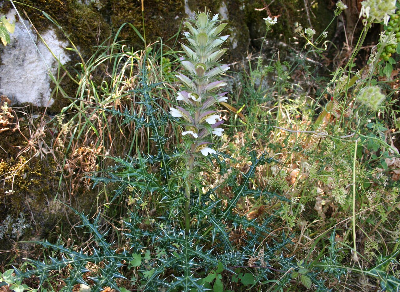 Image of Acanthus spinosus specimen.