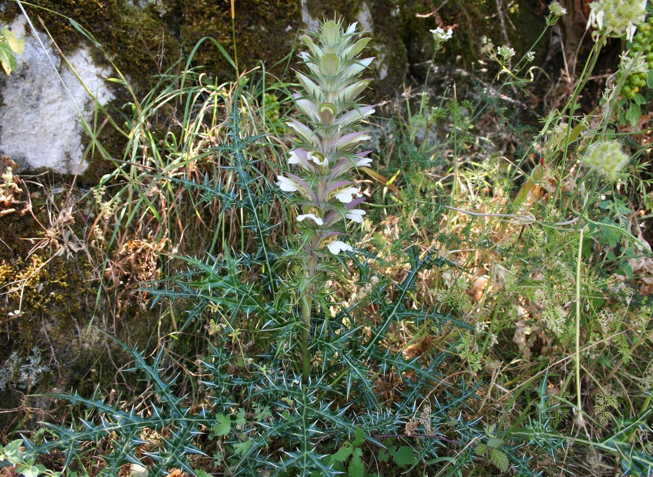 Изображение особи Acanthus spinosus.