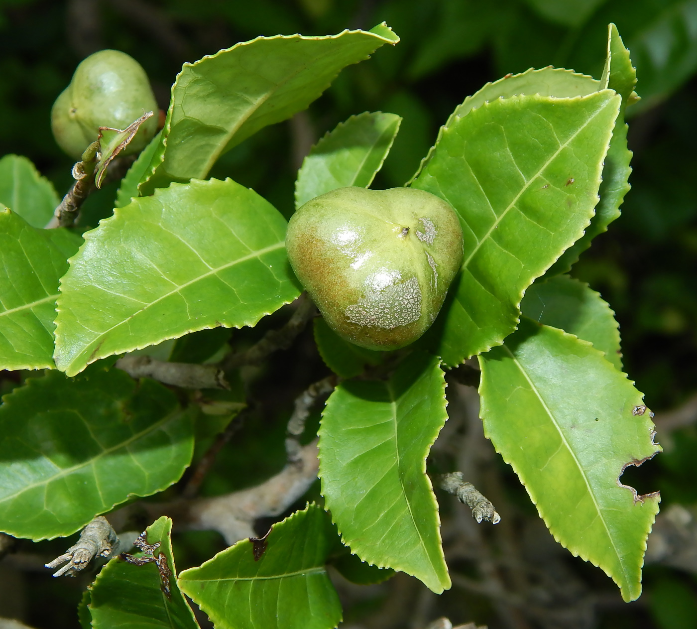 Image of Thea sinensis specimen.