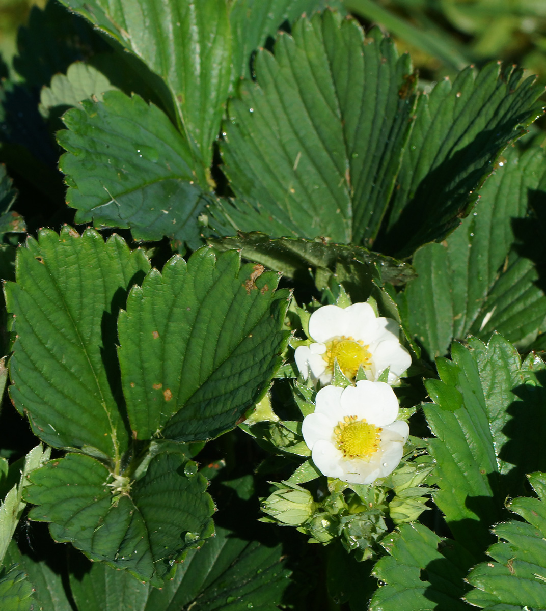 Image of Fragaria × ananassa specimen.