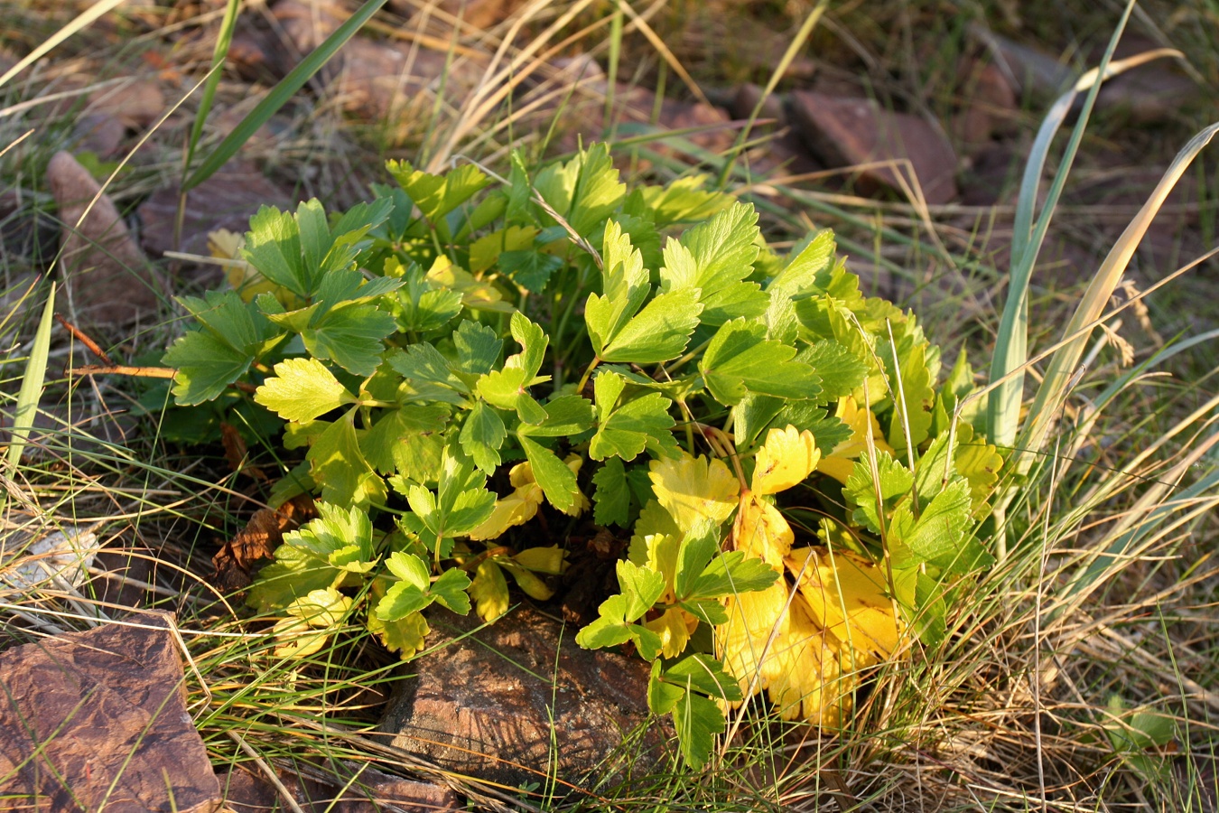 Image of Ligusticum scoticum specimen.