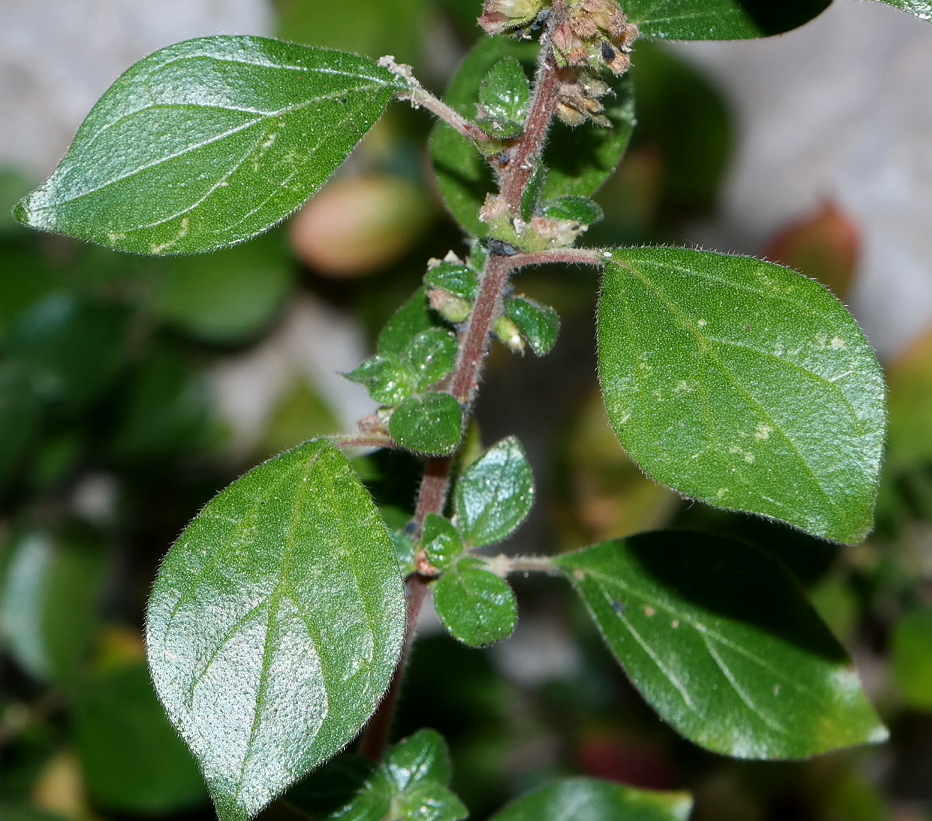 Image of Parietaria judaica specimen.