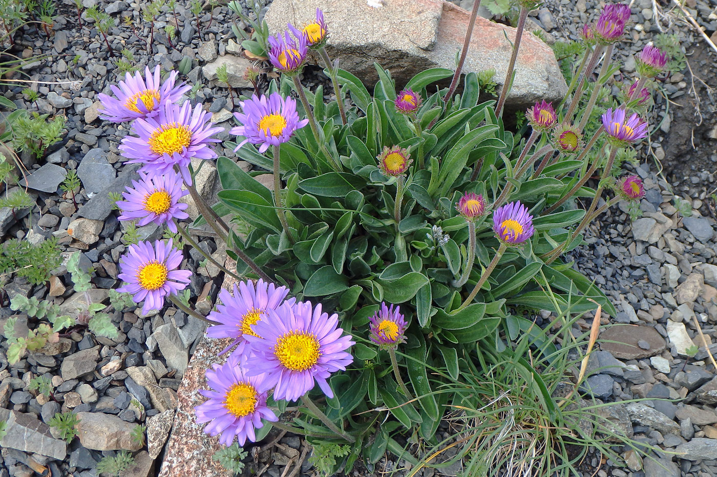 Изображение особи Aster alpinus.