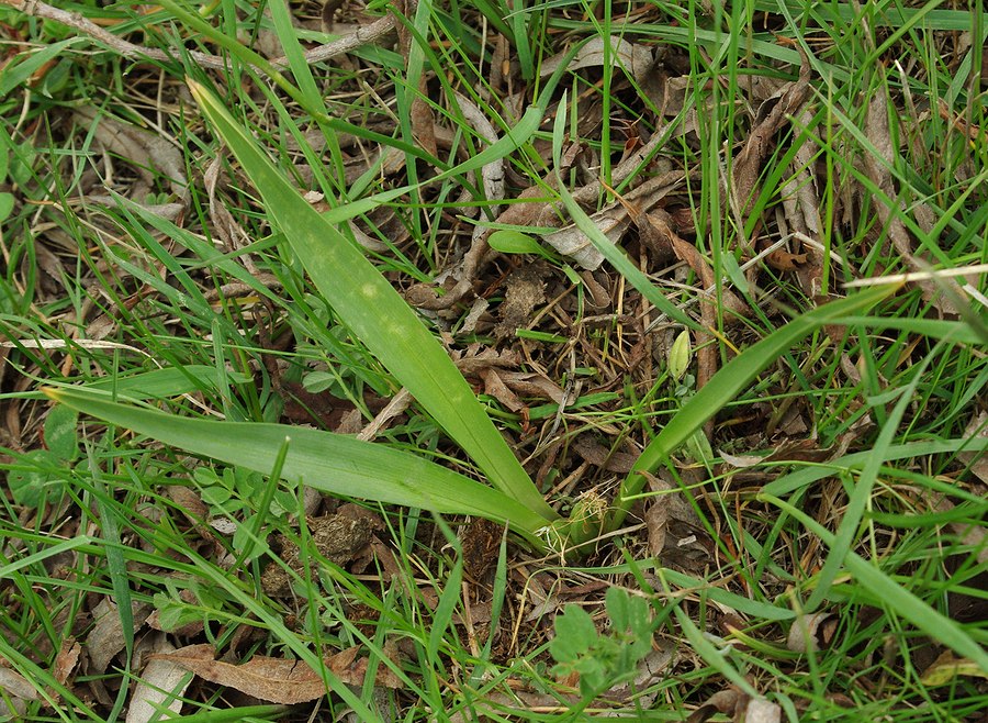 Image of Merendera candidissima specimen.