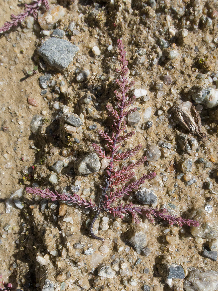 Изображение особи Myricaria bracteata.