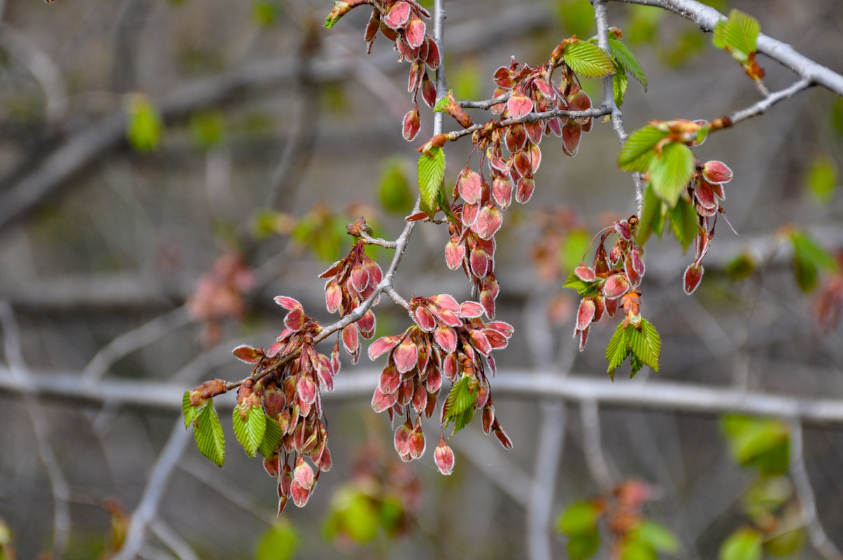 Изображение особи Ulmus laevis.