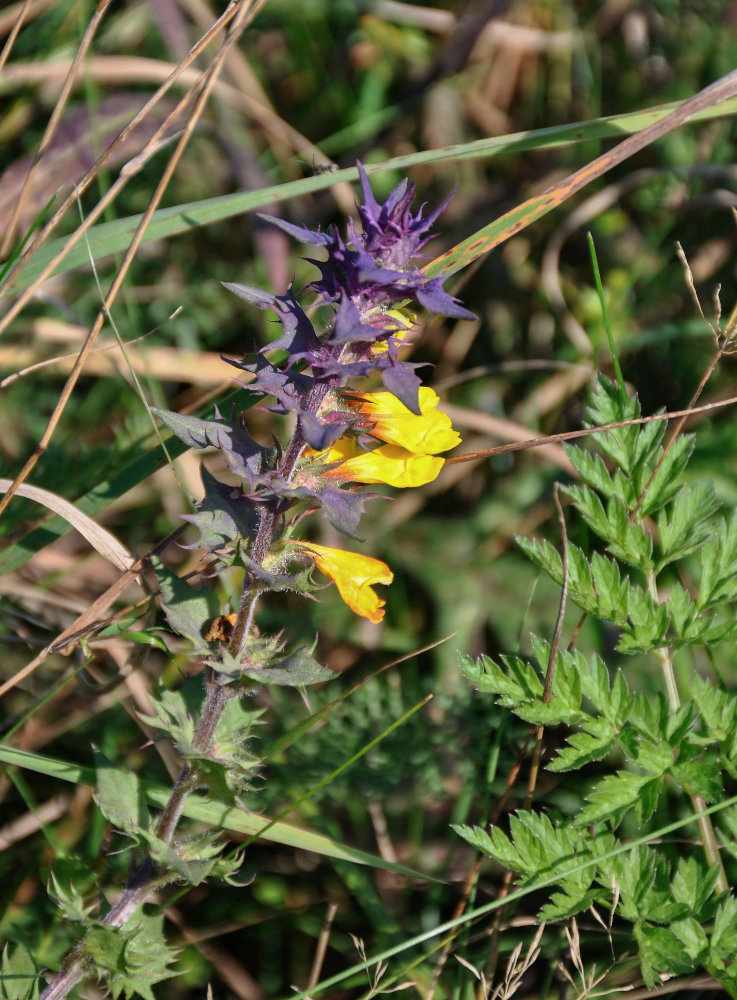 Image of Melampyrum nemorosum specimen.