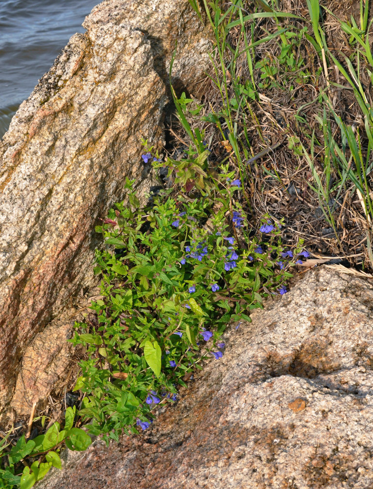 Image of Scutellaria galericulata specimen.