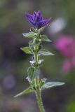 Salvia viridis