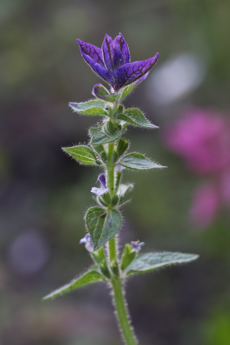 Изображение особи Salvia viridis.