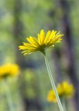 Doronicum orientale. Верхушка побега с соцветием. Абхазия, Гудаутский р-н, Рицинский реликтовый национальный парк, долина р. Лашипсы, широколиственный лес, обочина грунтовой дороги. 13.05.2021.