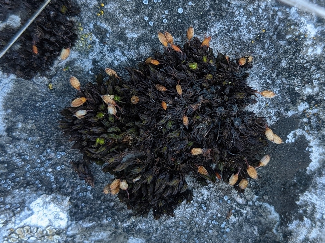 Изображение особи Orthotrichum anomalum.