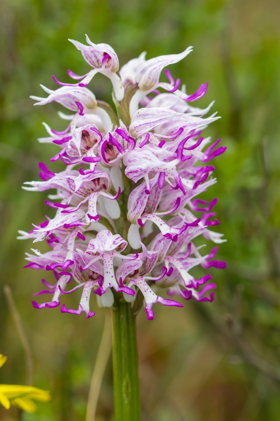Image of Orchis simia specimen.
