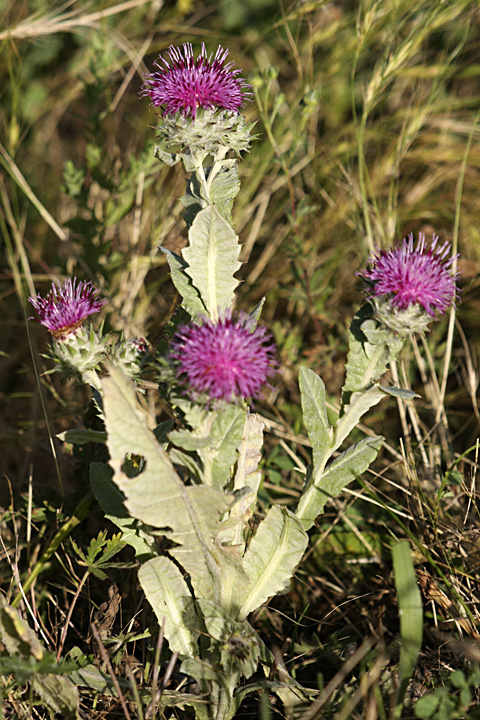 Image of Cousinia microcarpa specimen.