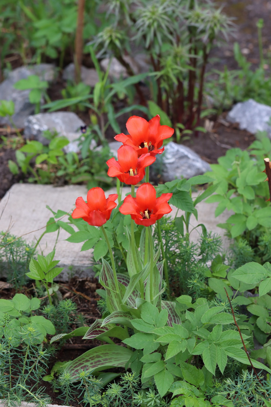 Изображение особи Tulipa greigii.