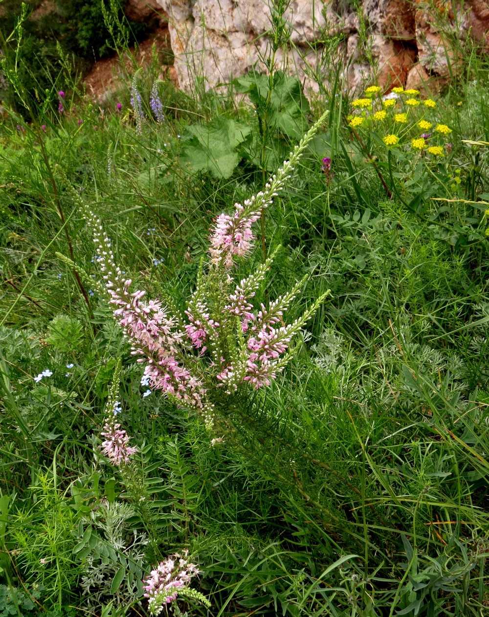 Image of Veronica pinnata specimen.