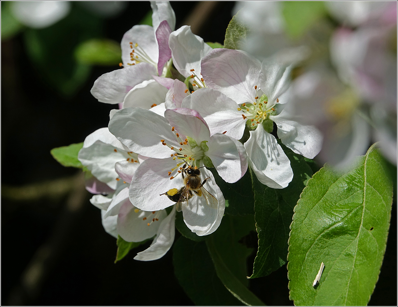 Изображение особи Malus domestica.