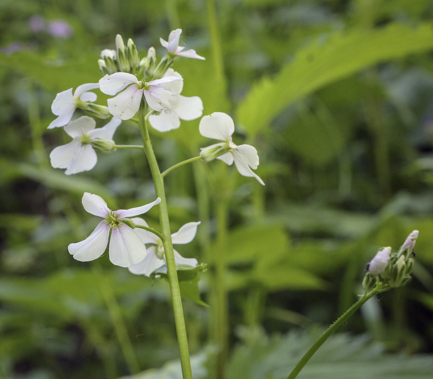 Image of Hesperis sibirica specimen.