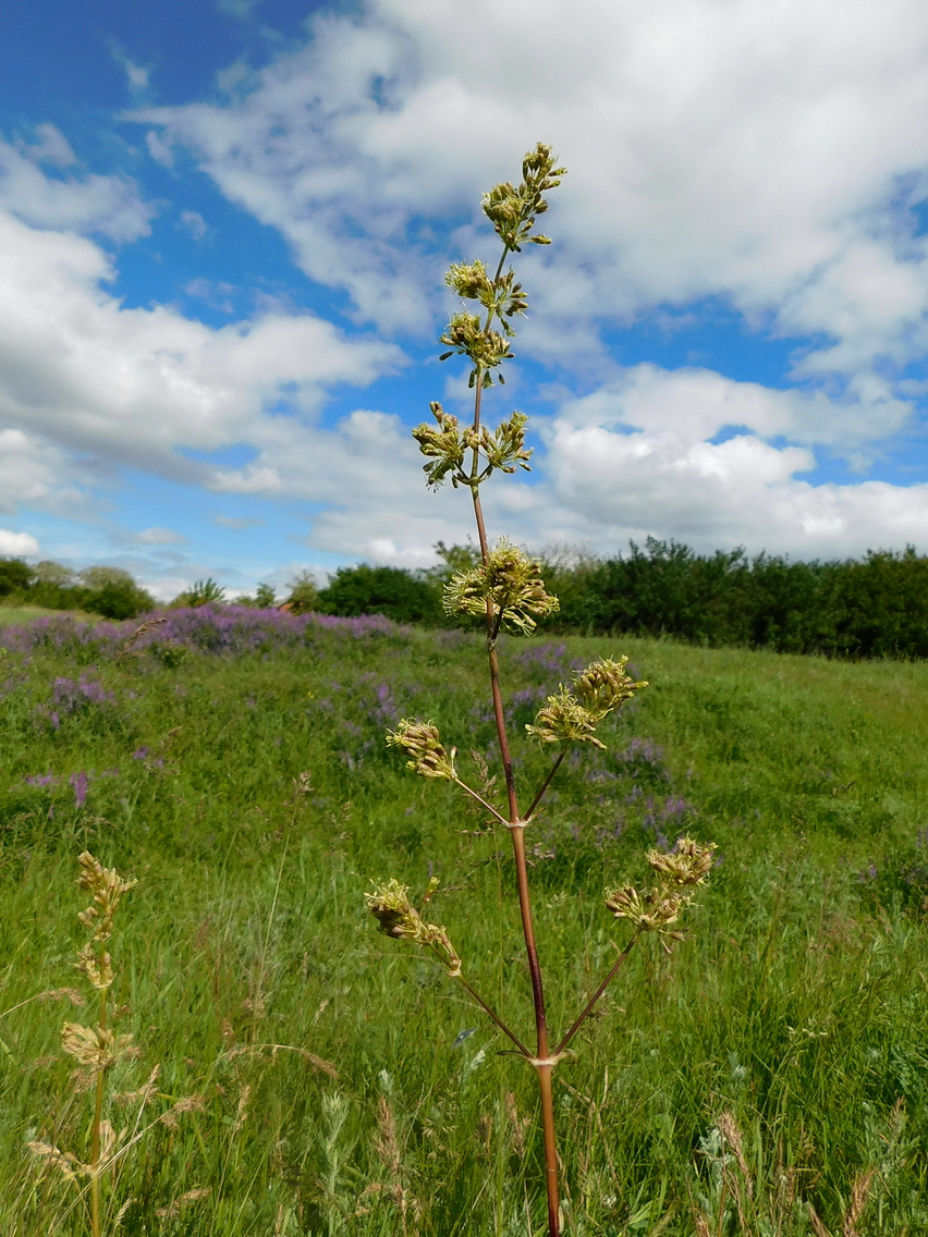 Image of Silene densiflora specimen.