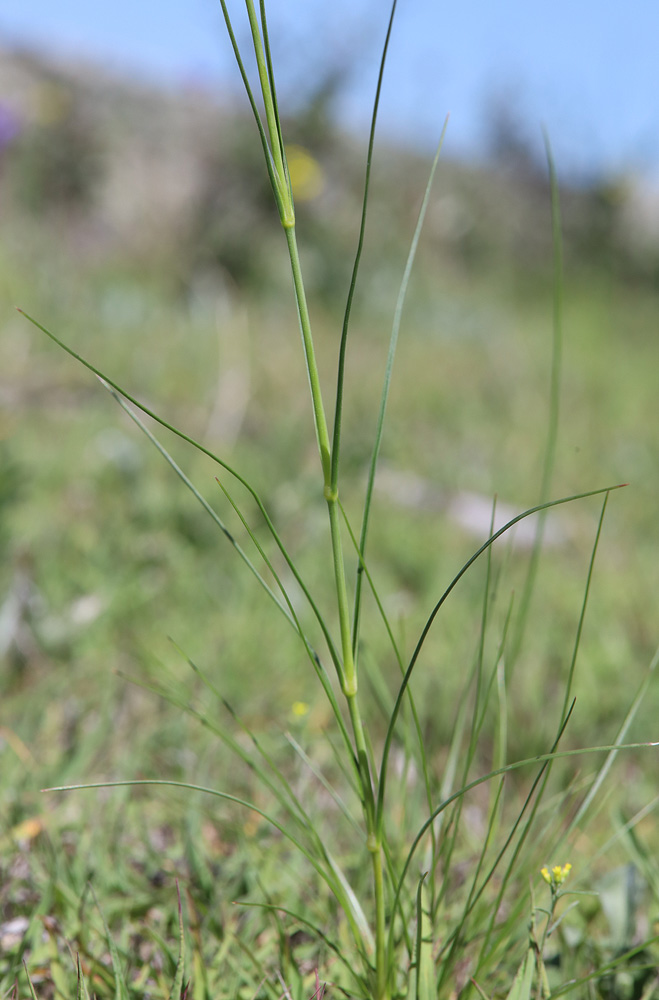 Image of Eremogone holostea specimen.