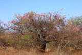 Erythrina lysistemon