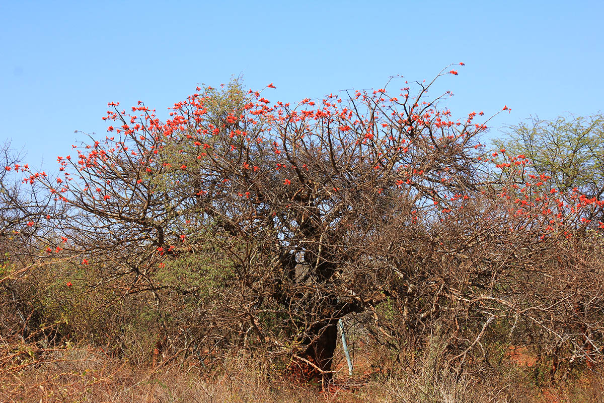 Image of Erythrina lysistemon specimen.