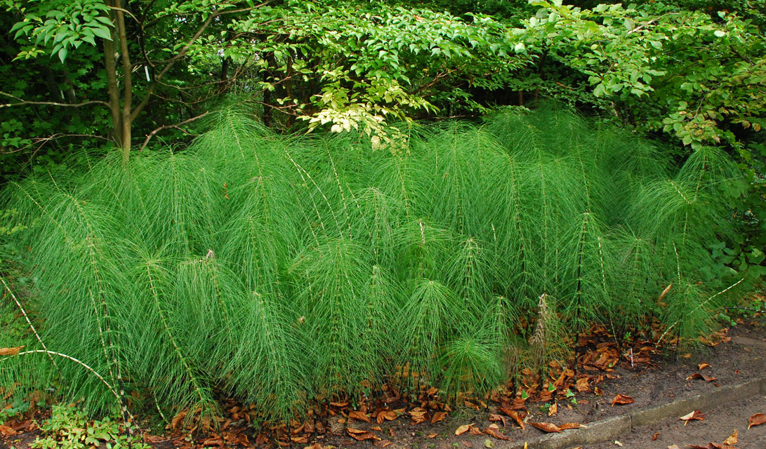 Изображение особи Equisetum telmateia.