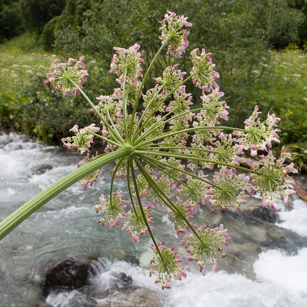 Изображение особи Heracleum ponticum.