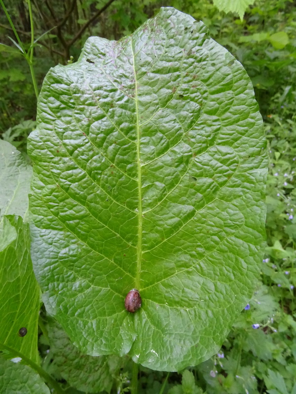 Изображение особи Rumex sylvestris.