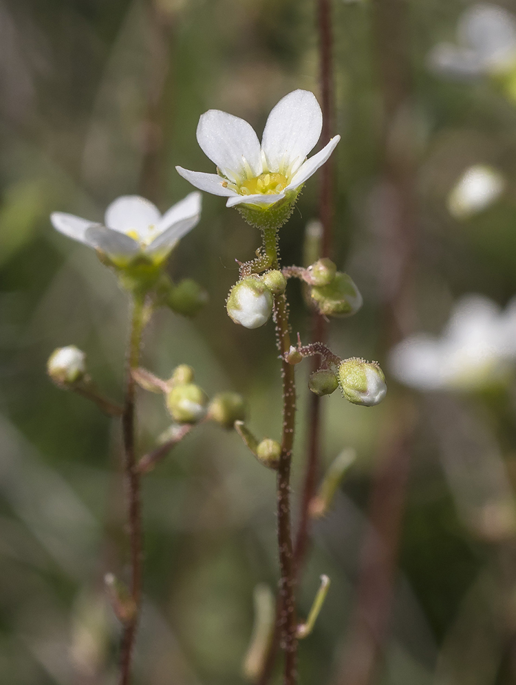 Image of Saxifraga cartilaginea specimen.