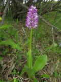 Orchis militaris