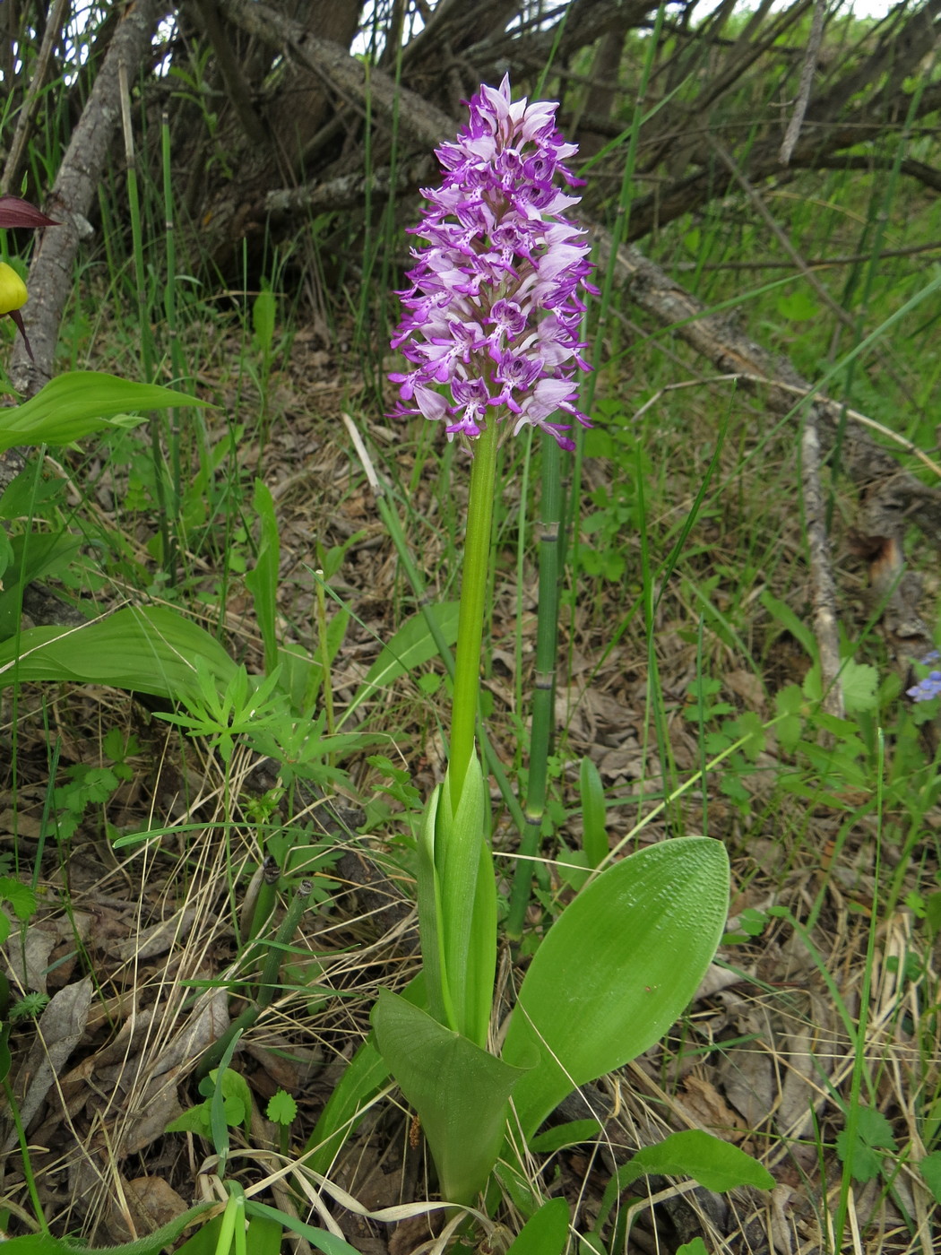 Изображение особи Orchis militaris.