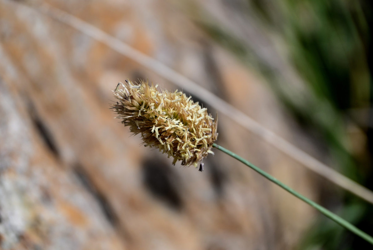 Изображение особи Calamagrostis anthoxanthoides.