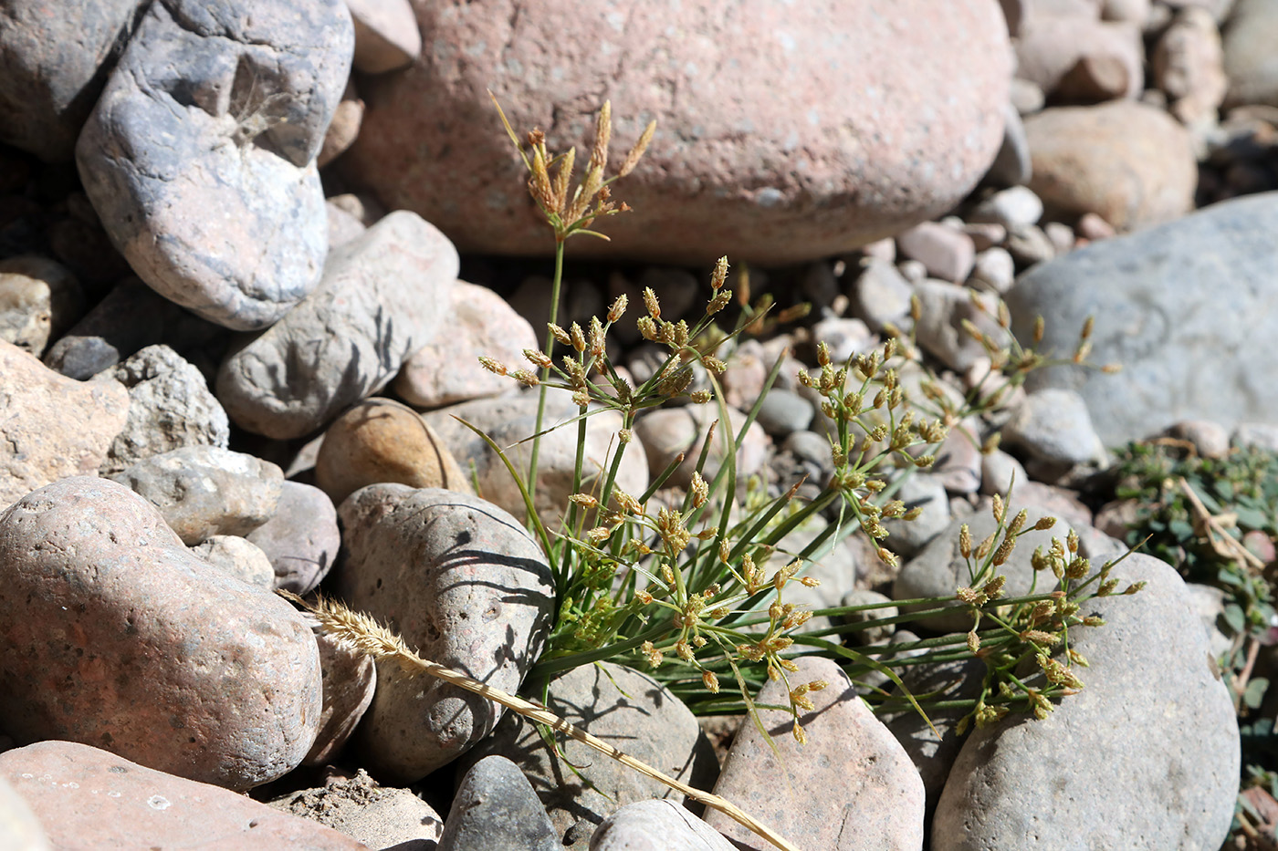 Изображение особи Fimbristylis dichotoma.