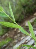 Hieracium furvescens. Средняя часть цветущего побега. Мурманская обл., окр. г. Заозёрск, высота 314.9, южный склон, травяно-кустарничковое берёзовое мелколесье. 01.08.2022.