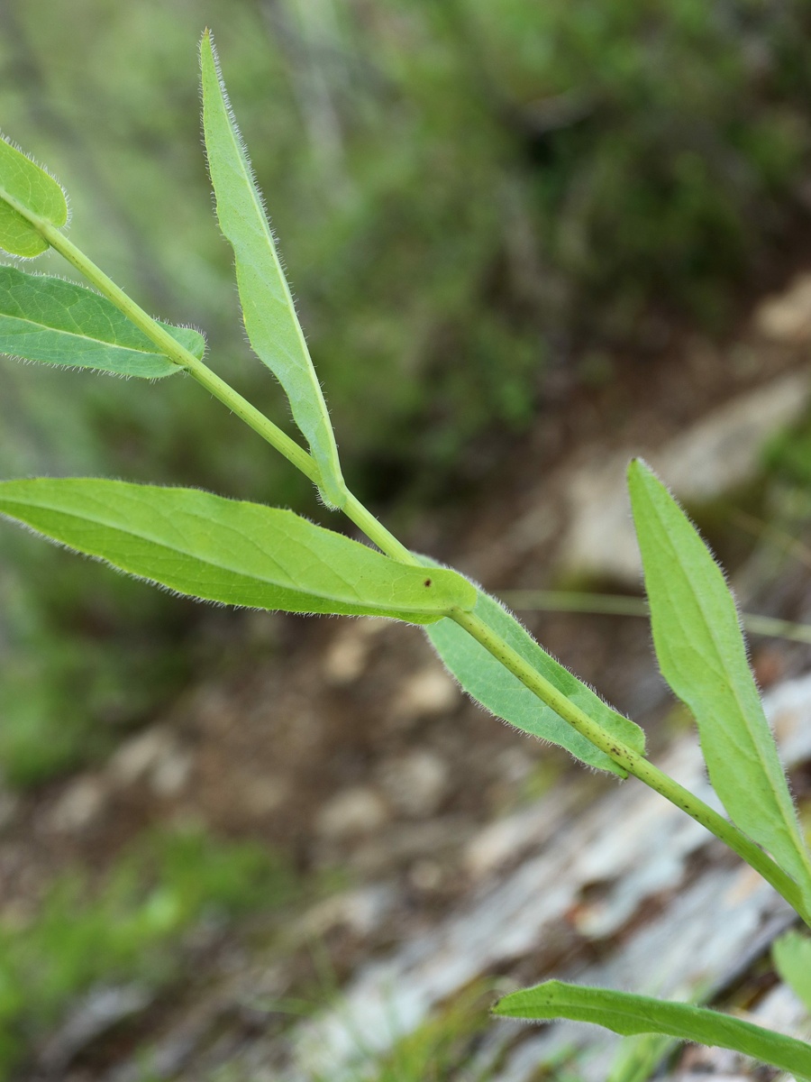 Изображение особи Hieracium furvescens.