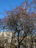 Malus prunifolia. Крона покоящегося плодоносящего дерева. Санкт-Петербург, Кировский р-н, в культуре. 30.10.2022.
