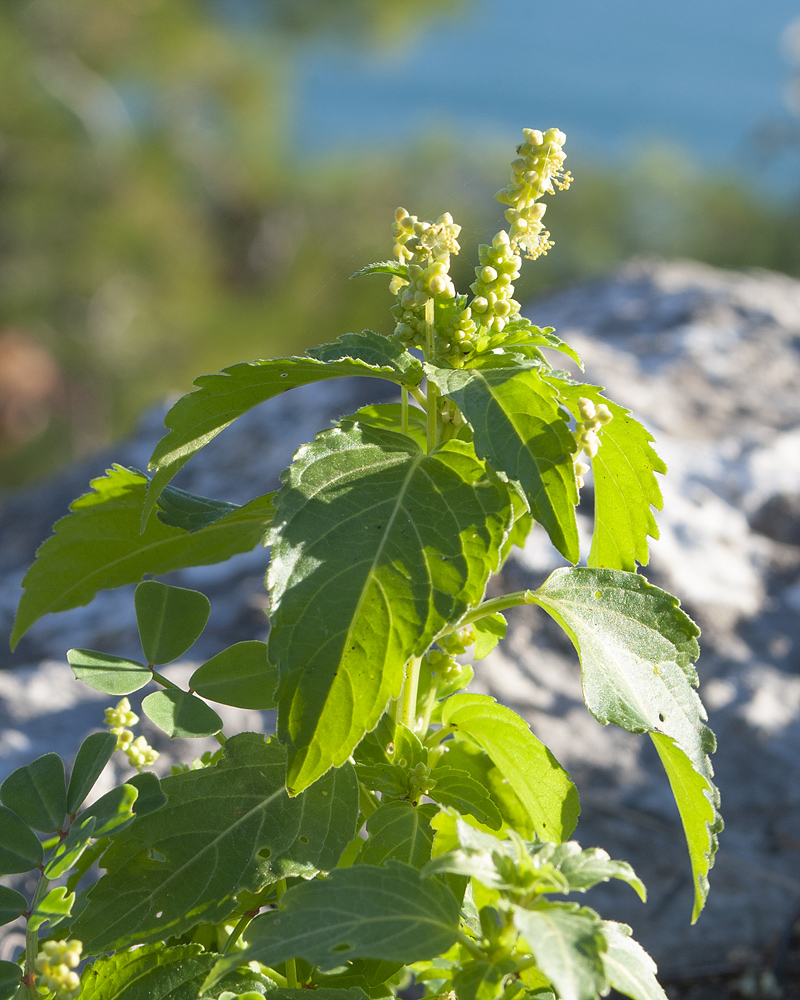 Изображение особи Mercurialis annua.