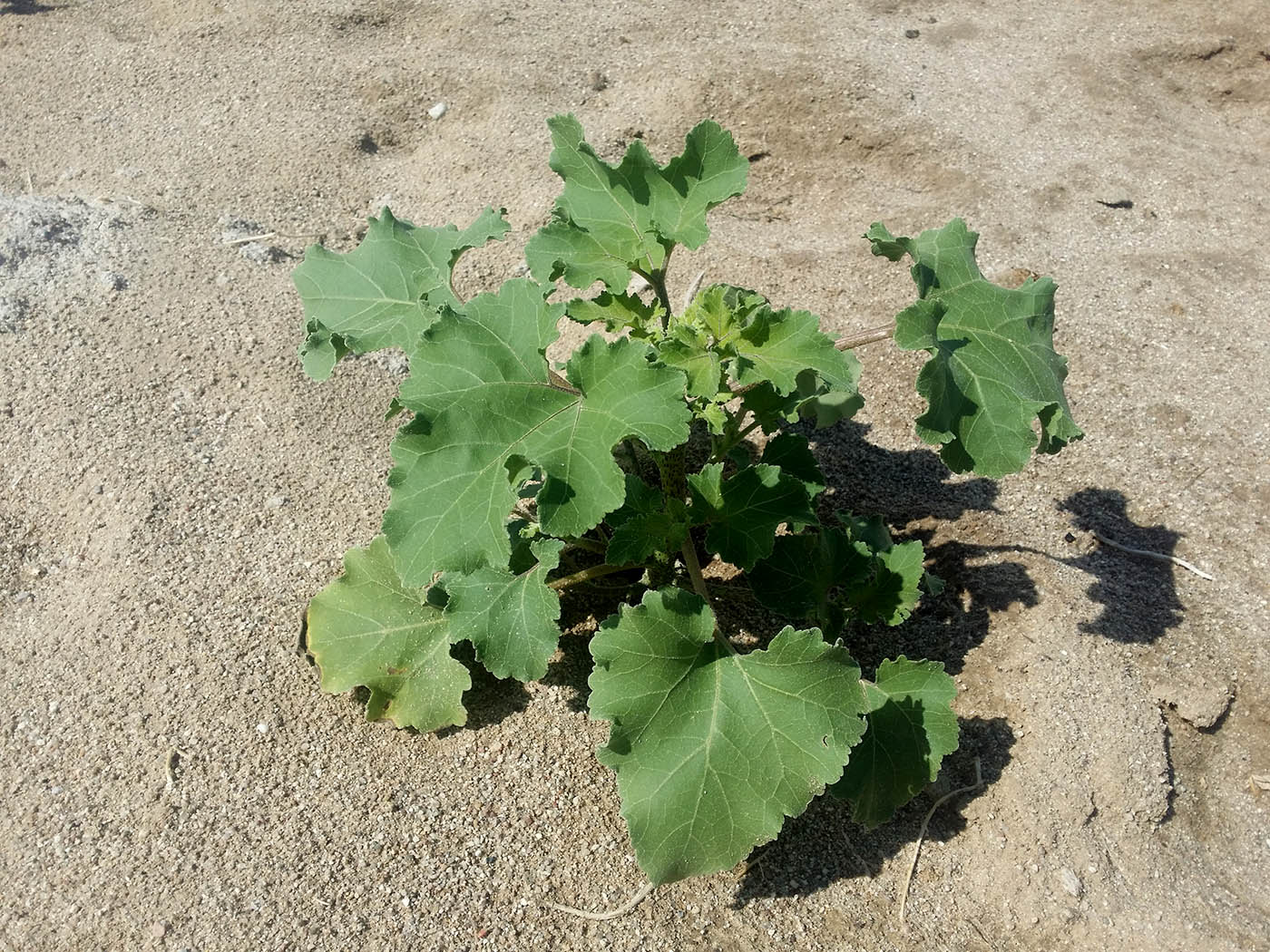 Image of Xanthium strumarium specimen.