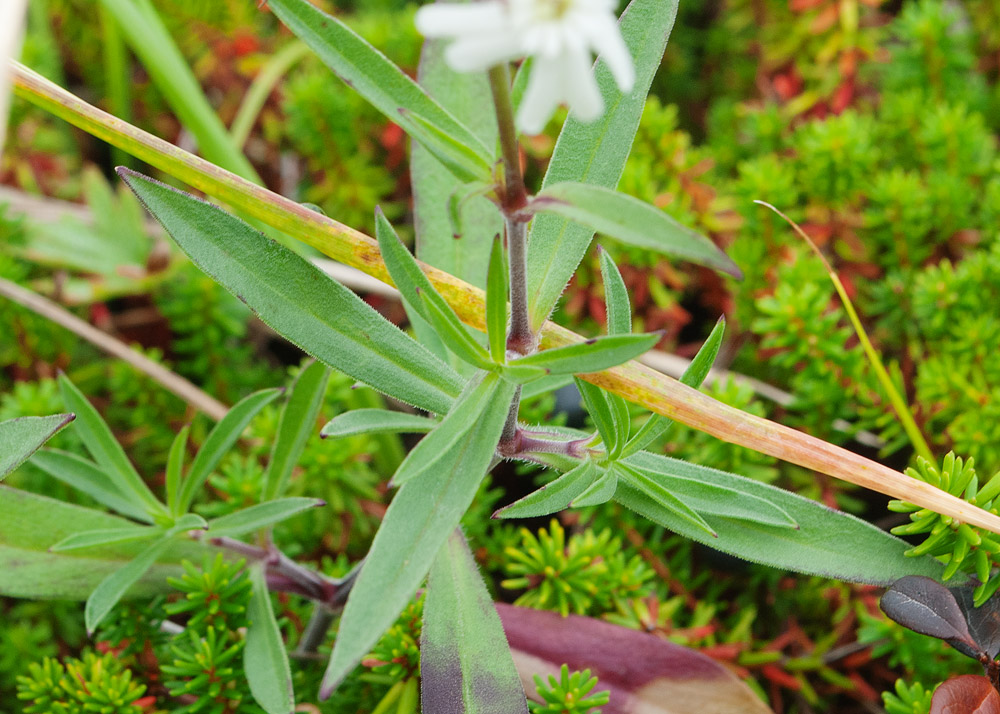 Image of Silene amoena specimen.