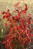 Amelanchier spicata