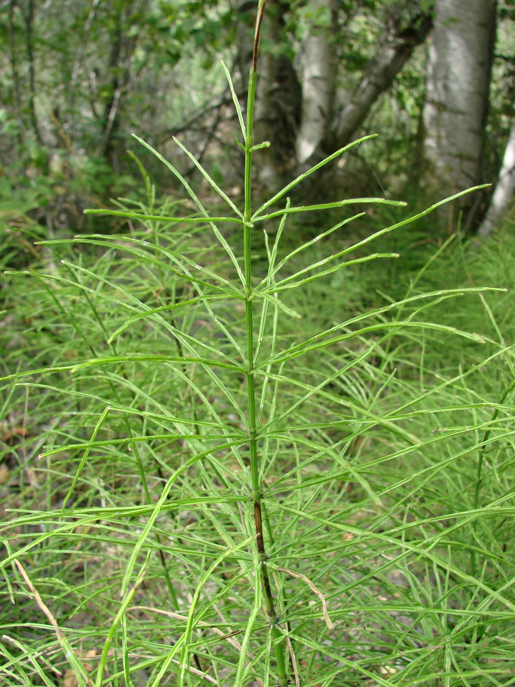 Image of Equisetum arvense specimen.