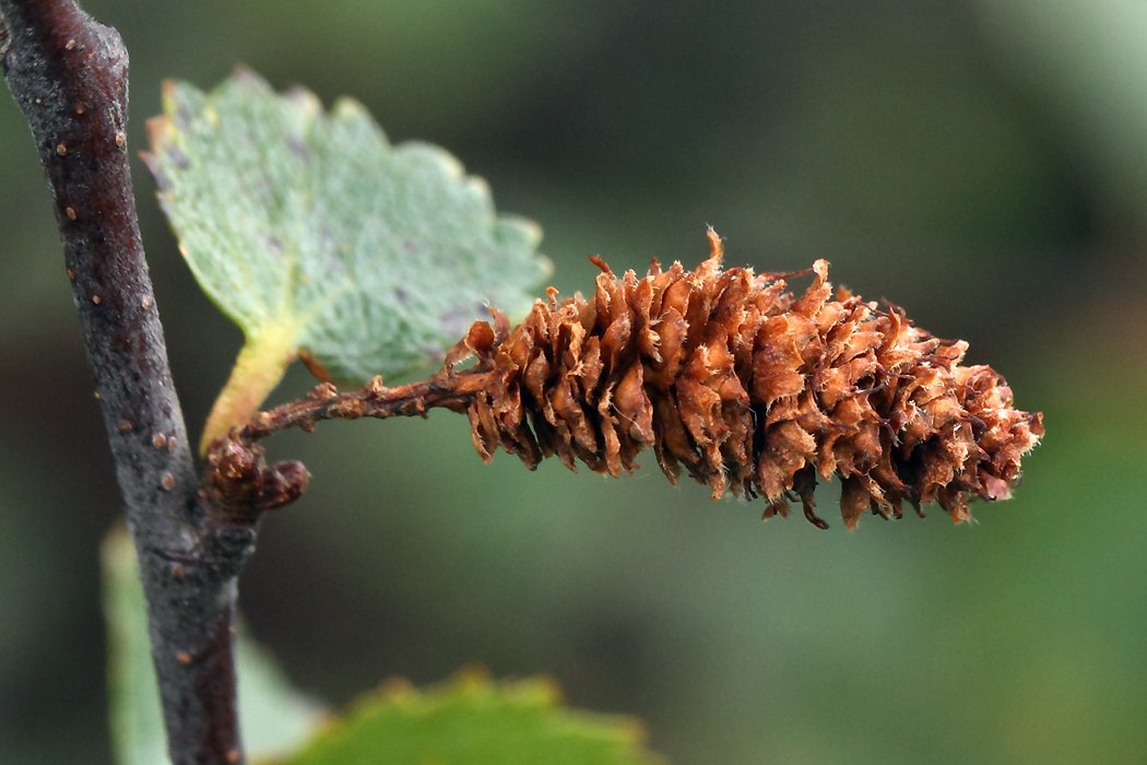 Изображение особи Betula &times; alpestris.