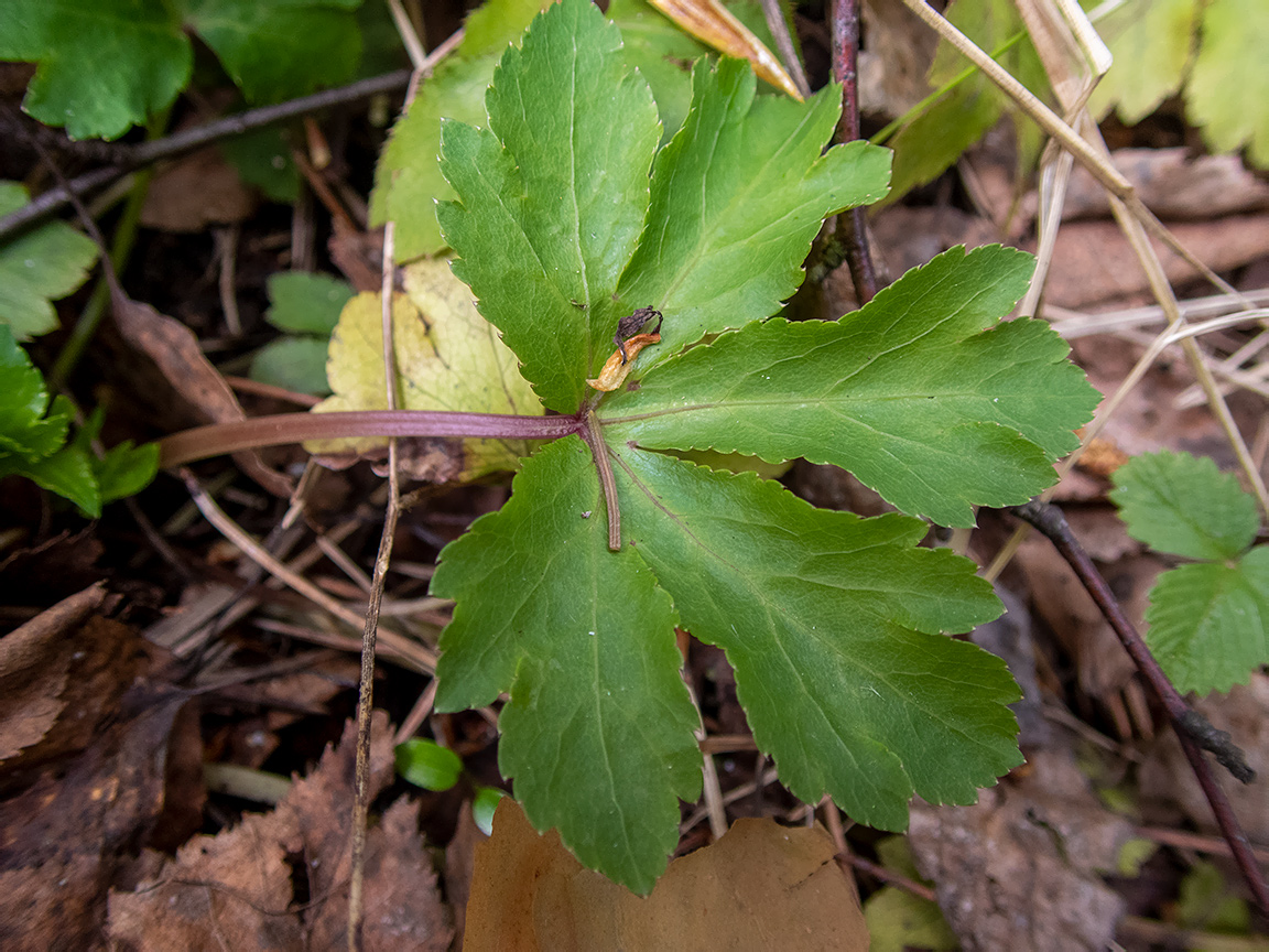 Изображение особи Sanicula europaea.