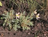 Papaver alboroseum