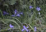 Iris unguicularis