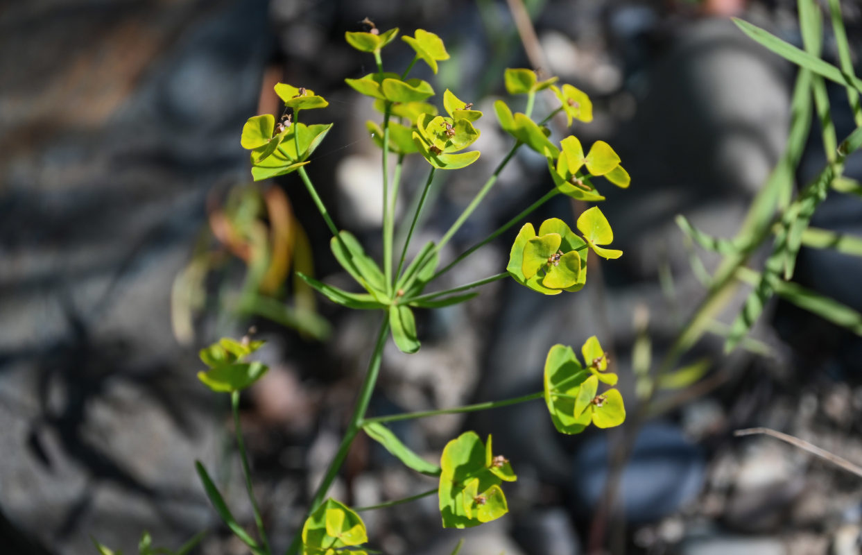 Image of Euphorbia borealis specimen.